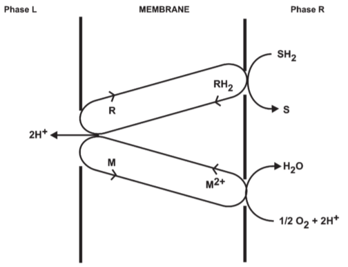 **Fig 2.** Proton translocating oxido-reduction loop composed of a hydrogen carrier(R/RH2) and an electron carrier(M/M2+)